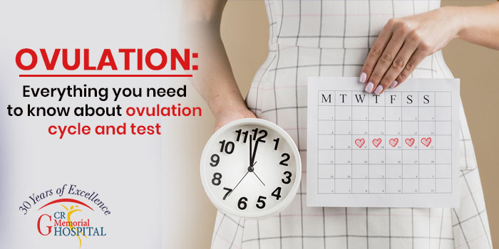 Ovulation Everything you need to know about ovulation cycle and test